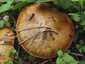 Rózsástövű fenyőtinóru (Suillus collinitus), Budapest